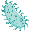Bacillus Coagulans